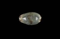 藏品(小眼寶螺)的圖片